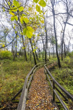 Gemenc, Szekszard ve Baja arasında eşsiz bir orman, Dunaj-Drava Ulusal Parkı, Macaristan
