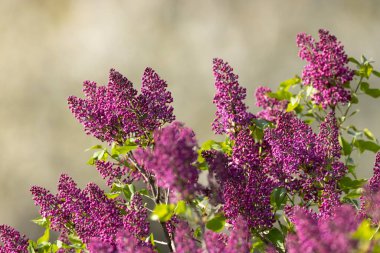 lilac in Slovakia in Polana National Park clipart