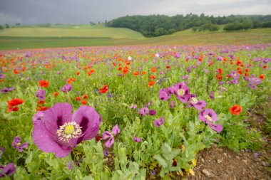 Tipik bahar manzarası, Silica (Szilice), Slovakya Ulusal Parkı, Slovakya