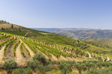 Ervedosa do Douro, Alto Douro, Portekiz yakınlarındaki tipik üzüm bağları