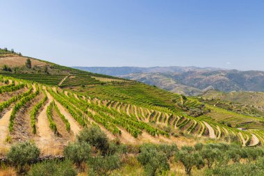 Typical vineyard near Ervedosa do Douro, Alto Douro, Portugal clipart