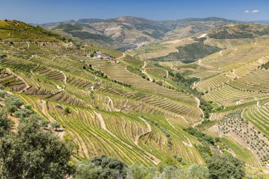 Pinhao yakınlarındaki tipik üzüm bağları, UNESCO sitesi, Alto Douro şarap bölgesi, Portekiz