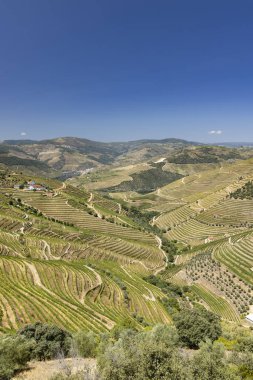 Pinhao yakınlarındaki tipik üzüm bağları, UNESCO sitesi, Alto Douro şarap bölgesi, Portekiz