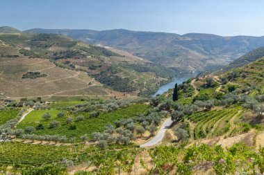 Pinhao, Alto Douro, Portekiz yakınlarındaki tipik üzüm bağları.