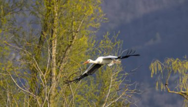 White stork (ciconia ciconia), early spring near Hunawihr, Alsace, France clipart