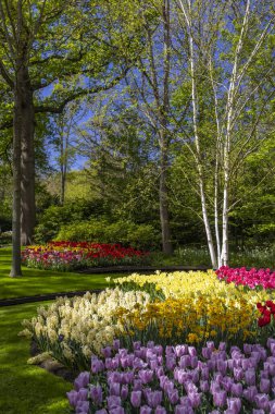 Keukenhof çiçek bahçesi - dünyanın en büyük lale parkı, Lisse, Hollanda
