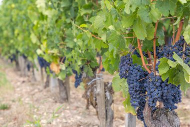 Pomerol, Aquitaine, Fransa yakınlarındaki tipik üzüm bağları
