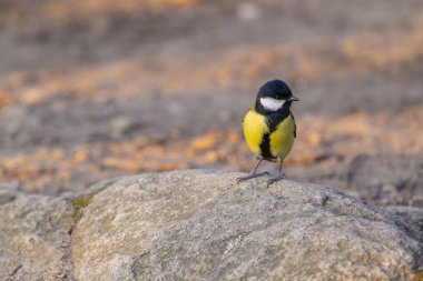 Great tit near National park Podyji, Southern Moravia, Czech Republic clipart