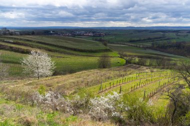 Mailberg yakınlarındaki üzüm bağları, Aşağı Avusturya, Avusturya