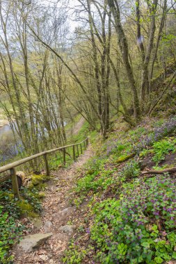 Uberstieg yakınlarındaki manzara, Ulusal Park Thayatal, Aşağı Avusturya, Avusturya