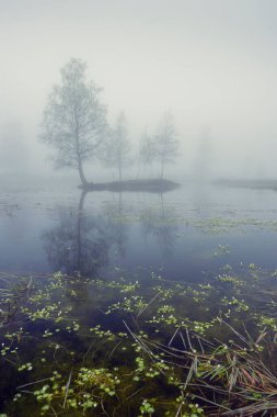 Plateau des Grilloux, Thousand Ponds Plateau (Plateau des Mille etangs), Haute Saone, Bourgogne-Franche-Comte, France clipart