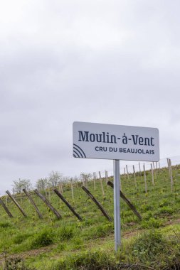Beaujolais, Burgundy, Fransa 'da Julienas yakınlarındaki bahar üzüm bağları