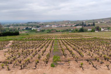 Spring vineyards near Julienas in Beaujolais, Burgundy, France clipart