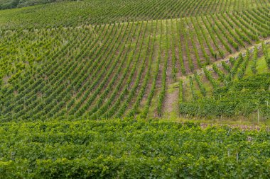 Thann, Haut-Rhin, Grand Est, Alsace, Fransa 'daki tipik Grand Cru üzüm bağları.