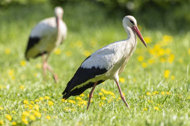 Beyaz leylek (ciconia ciconia), Ulusal park Polana, Slovakya