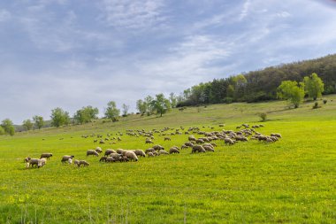 Sheep herd in Stiavnicke vrchy on Krupinska planina, Slovakia clipart