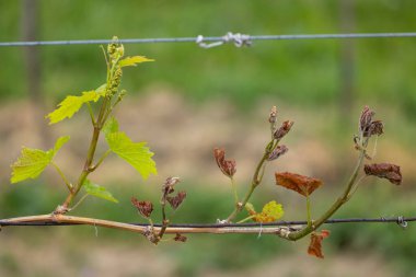 Bahar bağları ağır don (kahverengi parçalar ölmüş), çok az hasat olacağı üzüm bağları, Güney Moravya, Çek Cumhuriyeti