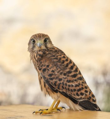 Genel kerkenez (Falco tinnunculus), şahin ailesi Falconidae, Güney Moravya, Çek Cumhuriyeti