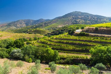 Pinhao, Alto Douro, Portekiz yakınlarındaki tipik üzüm bağları.