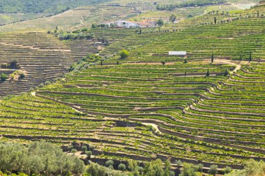 Pinhao, Alto Douro, Portekiz yakınlarındaki tipik üzüm bağları.