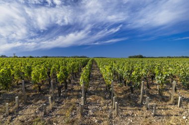 Typical vineyards near Chateau Pichon Longueville Baron, Bordeaux, Aquitaine, France clipart