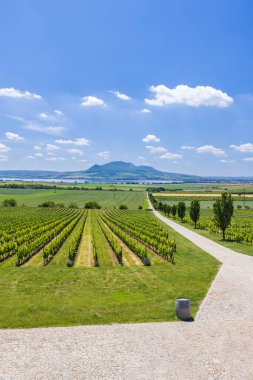 Vineyards under Palava near Sonberk, Southern Moravia, Czech Republic clipart