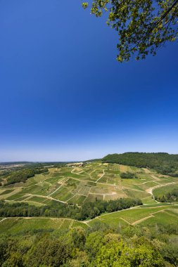 Vineyards near Chateau Chalon, Department Jura, Franche-Comte, France clipart