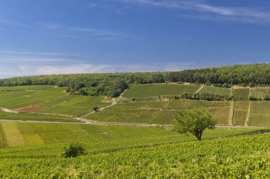 Aloxe-Corton yakınlarındaki tipik üzüm bağları, Cote de Nuits, Burgundy, Fransa