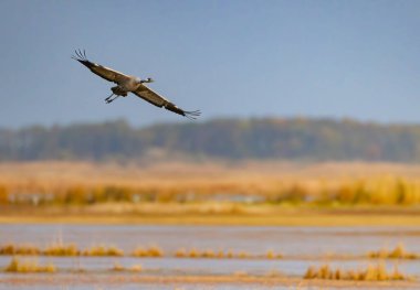 Turna, Hortobagy Ulusal Parkı, UNESCO Dünya Mirası, Puszta Avrupa, Macaristan 'daki en büyük çayır ve bozkır ekosistemlerinden biridir.