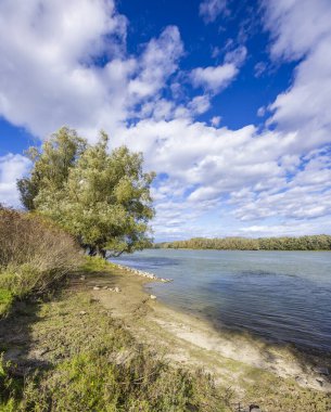 Gemenc, unique forest between Szekszard and Baja, Dunaj-Drava National Park, Hungary clipart