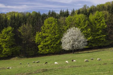 Slovakya 'daki Polana dağlarında koyun ve keçi sürüsü
