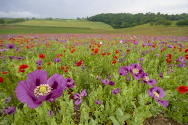 Tipik bahar manzarası, Silica (Szilice), Slovakya Ulusal Parkı, Slovakya