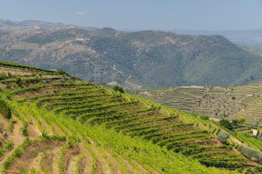 Ervedosa do Douro, Alto Douro, Portekiz yakınlarındaki tipik üzüm bağları