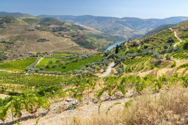 Pinhao, Alto Douro, Portekiz yakınlarındaki tipik üzüm bağları.