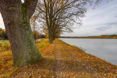 Trebonsko bölgesinde tipik sonbahar manzarası, Velky Sustov göleti Suchdol nad Luznici, Güney Bohemya, Çek Cumhuriyeti