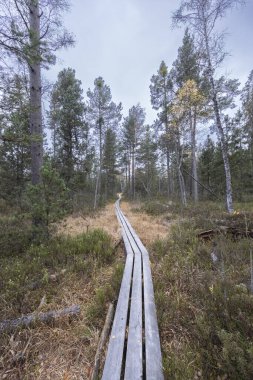 Trebonsko bölgesindeki Suchdol nad Luznici yakınlarında Ulusal Doğa Rezervi (Cervene blato) Güney Bohemya, Çek Cumhuriyeti