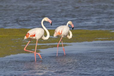 Flamingo in Parc Naturel bölgesel de Camargue, Provence, Fransa