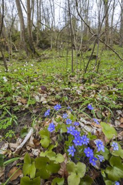 Uberstieg yakınlarındaki manzara, Ulusal Park Thayatal, Aşağı Avusturya, Avusturya