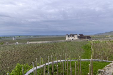 Clos de Vougeot, Cote de Nuits, Burgundy, Fransa yakınlarındaki tipik üzüm bağları