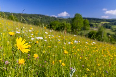 Stary Hrozenkov, Güney Moravya, Çek Cumhuriyeti yakınlarındaki Beyaz Karpatlar 'daki Tipik Bahar manzarası