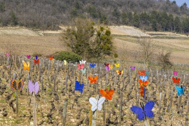 butterflies in a vineyard in Burgundy, France clipart