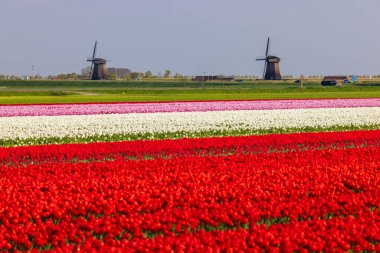 Field of tulips with Ondermolen windmill near Alkmaar, The Netherlands