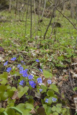 Uberstieg yakınlarındaki manzara, Ulusal Park Thayatal, Aşağı Avusturya, Avusturya