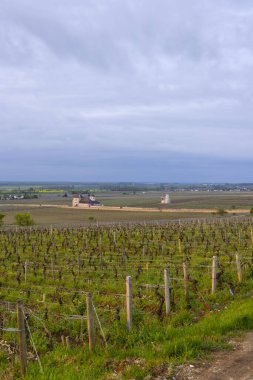 Clos de Vougeot, Cote de Nuits, Burgundy, Fransa yakınlarındaki tipik üzüm bağları