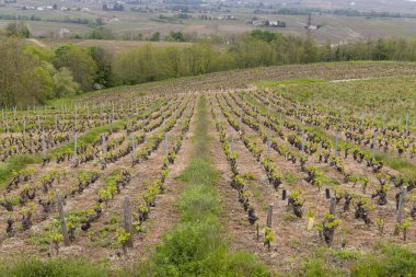 Spring vineyards near Julienas in Beaujolais, Burgundy, France clipart