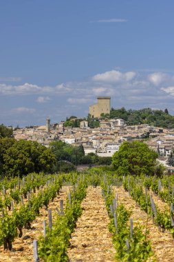 Chateauneuf-du-Pape yakınlarında taşları olan tipik üzüm bağları, Cotes du Rhone, Fransa