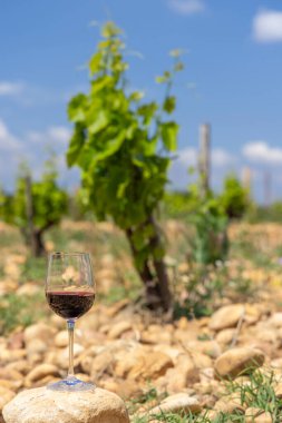 Typical vineyard with stones near Chateauneuf-du-Pape, Cotes du Rhone, France clipart