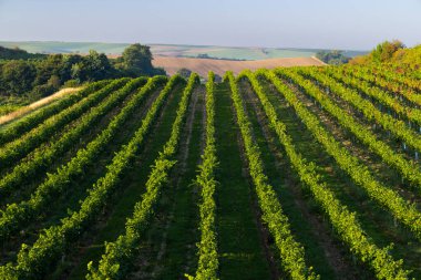 Cejkovice, Güney Moravya, Çek Cumhuriyeti yakınlarındaki üzüm bağları