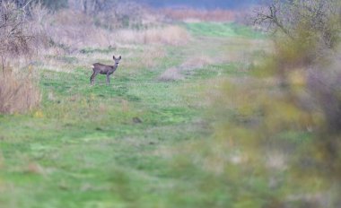 Hortobagy Ulusal Parkı, UNESCO Dünya Mirası, Puszta Avrupa, Macaristan 'daki en büyük çayır ve bozkır ekosistemlerinden biridir.
