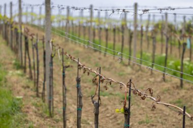 Bahar bağları ağır don (kahverengi parçalar ölmüş), çok az hasat olacağı üzüm bağları, Güney Moravya, Çek Cumhuriyeti